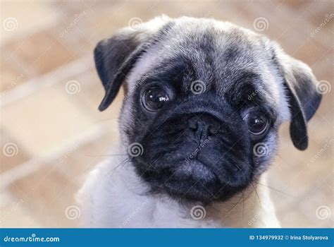 Little Sad Pug Stock Photo Image Of Portrait Funny 134979932