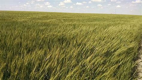 K State To Host First Ever Live Virtual Wheat Field Day May 27 28