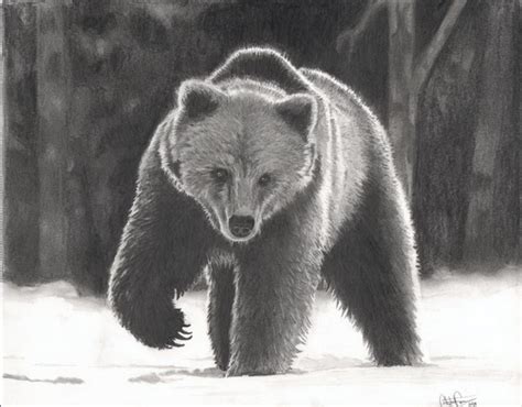 10 Bear Drawings Showcase Hative