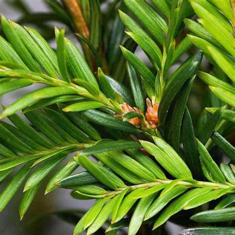 English Yew Hedge Taxus Baccata Buy Hedges Direct Uk