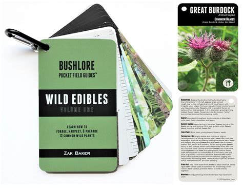 Buy Bushlore Wild Edible Plants Cards 19 Pocket Field Guide Emergency