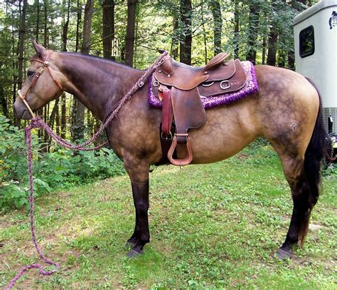 In addition to the coloring, a genuine buckskin is also a hardy horse. Registered Buckskin Quarter Horse Mare