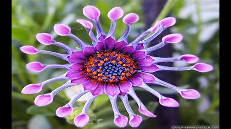 Exotic Purple Flowers Images Top Collection Of Different Types Of