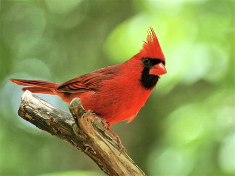 Male Northern Cardinal No 2 Photograph By Bruce Lewis