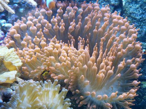 Free Images Underwater Red Pink Fauna Coral Reef Invertebrate