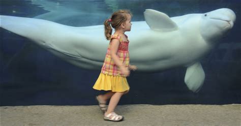 White Wolf Beluga Whale Appears To Swallow Girl Photos