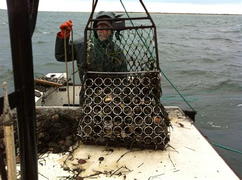 Scallop Machine Embroidery Design