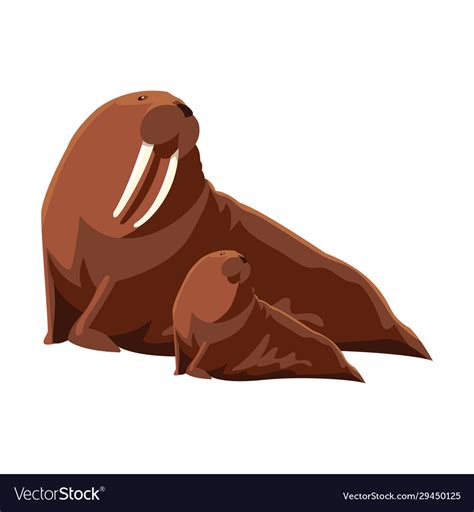 Walrus With Cub On A White Background Royalty Free Vector