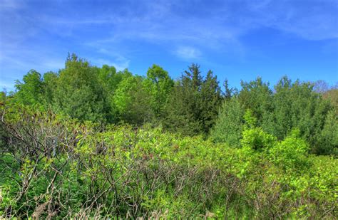 Trees Under Blue Skies At Kinnickinnic State Park Wisconsin Image