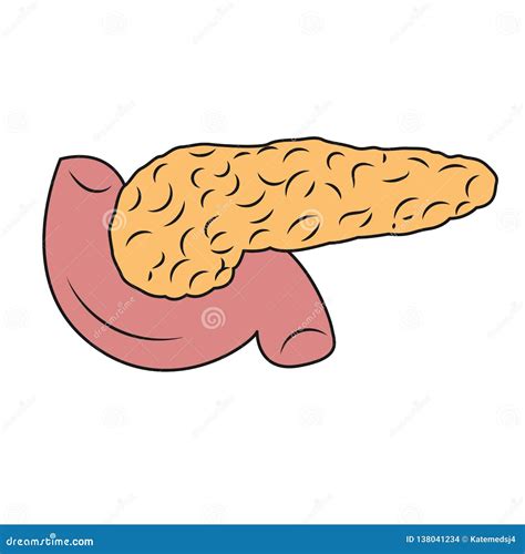 Pankreasillustration Zeichnung Des Pankreas Stock Abbildung