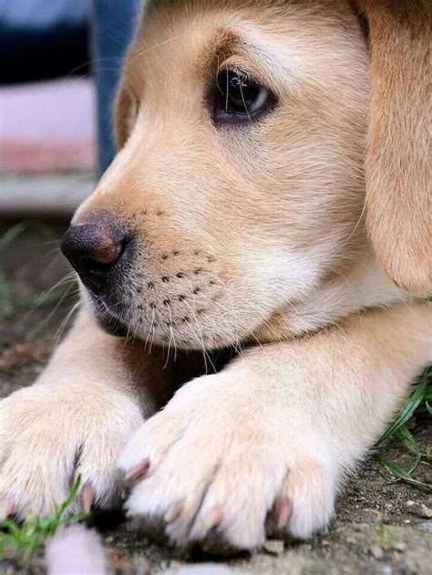 Cuteness Overload Labrador Cute Dogs Cute Puppies