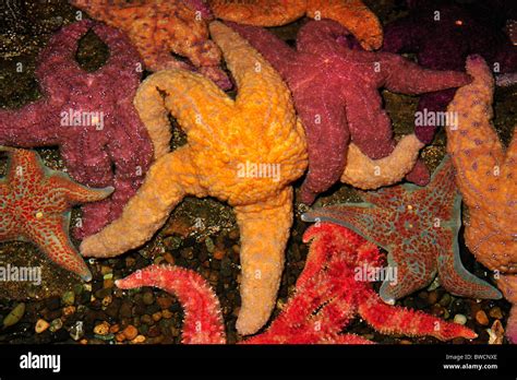 Ochre Sea Star Pisaster Ochraceus And Leather Sea Star Dermasterias