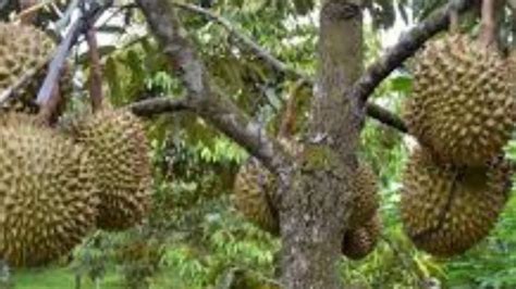 Bisnis vanili adalah bisnis tanaman pertanian yang paling menguntungkan karena. TIPS PETANI SUKSES!! Inilah 4 Durian Uanggul Yang Paling ...
