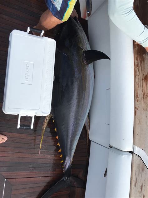 365 Lbs Yellowfin Tuna Caught In Cabo Pisces Sportfishing