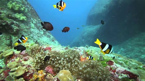 Colorful Fish Swimming Around Reef Youtube