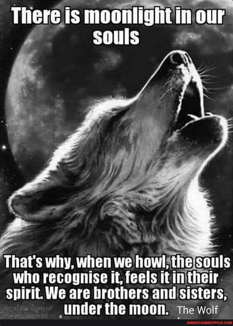 Tap To See The Meme Wolf Quotes Wolf Love Lone Wolf Quotes