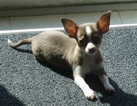 Chihuahua Greatdogsite