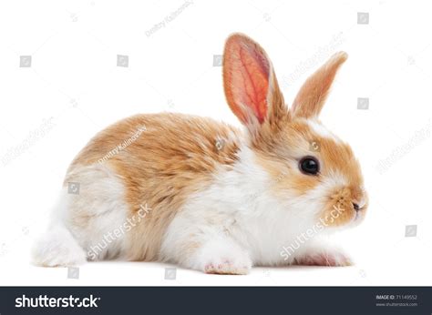 One Young Light Brown And White Spotted Rabbits With Long Ears Standing