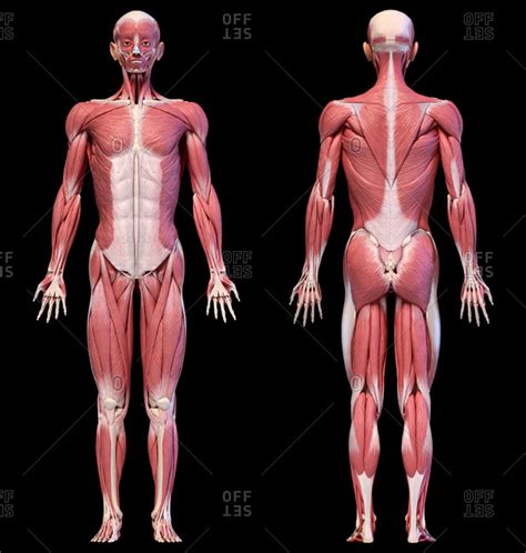 Wide selection, fast delivery and awesome customer service. Labelled Muscular System Front And Back - Muscle Diagram ...
