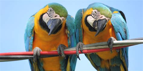 6 Fun Facts About Pet Birds Exotic Pet Vet Philadelphia