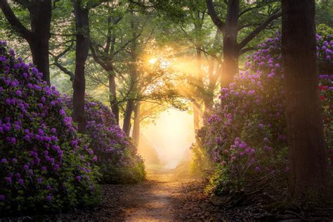 Magical Rhododendron Path In A Forest Near Nijverdal Rthenetherlands