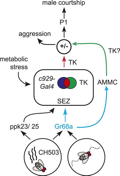 The Neuropeptide Tachykinin Is Essential For Pheromone Detection In A