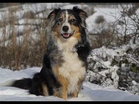 Various brindles in all shades of gold and silver. 10 Longest Living Dog Breeds - Boldsky.com