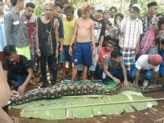Wa Tiba Indonesian Woman Swallowed By Giant Python Snake Whole