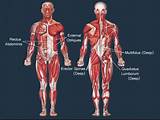 Major Core Muscles