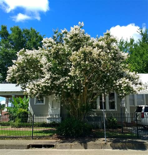 Crepe Myrtle The Blooming Belle Of The South Needs Help In A Dry