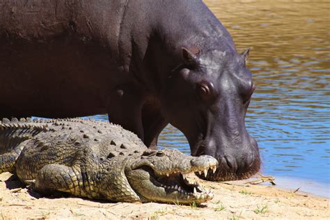 Who Wins In A Fight Between A Crocodile And Hippo American Oceans