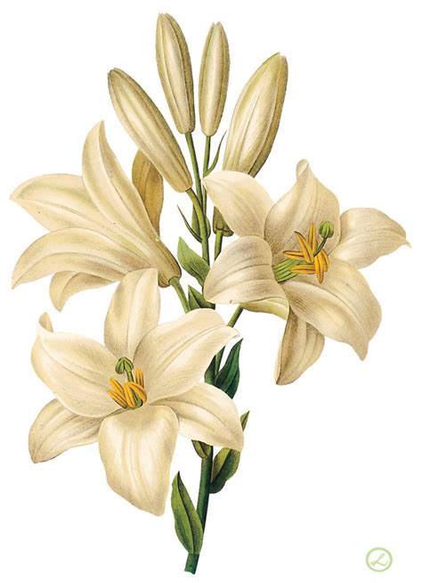 Quels sont les vecteurs de fleurs libres de droits ? Inspiration Lys blanc | Fleur vintage, Peinture lys ...
