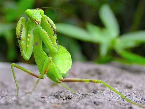 Fascinating Praying Mantis Facts