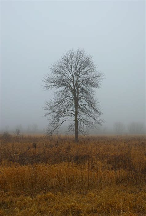 Lone Tree In Fog Photograph By Timothy Ruf Fine Art America