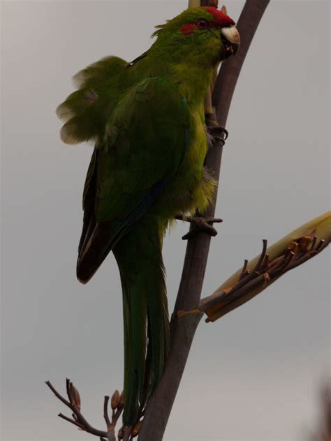 Red Crowned Parakeet Cyanoramphus Novaezelandiae Novaezelandiae