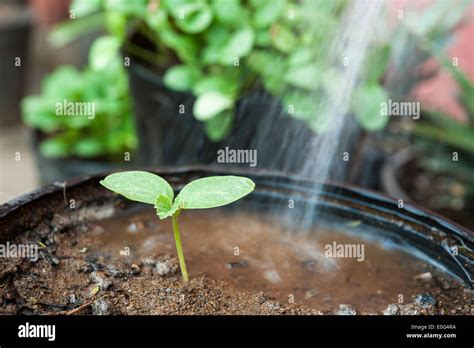 Growing Cantaloupe Hi Res Stock Photography And Images Alamy