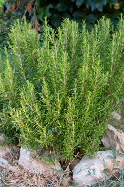 The Many Benefits Of Growing Rosemary Why To Grow Rosemary