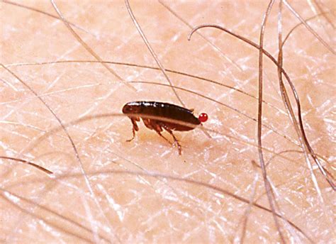 Raised floorboards or bumps in the wall are signs of an infestation. 4 Signs Of A Flea Infestation: Canberra Pest Control ...