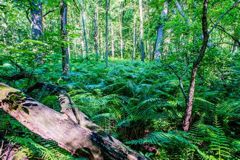 Woodland Bog Nature Preserve June 21 2017 Bloomington Indiana