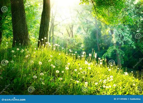 Landscape Green Grass And Trees Royalty Free Stock Image Image 31149486
