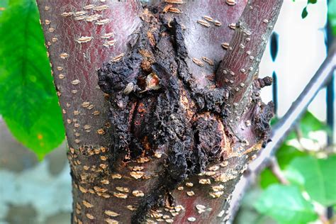 7 Common Tree Diseases And How To Fix Them