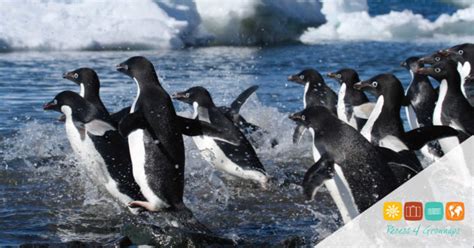 Experiencing The Penguins Of Antarctica Recess 4 Grownups Travel