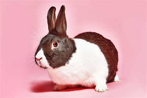 Bunny Burrow Rabbit Rescue wants you to do your rabbit research before bringing bunny home.