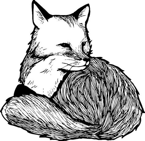 Sitting Fox Drawing Free Download On Clipartmag