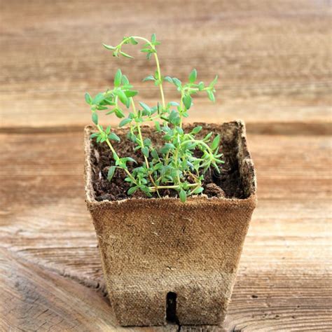 Young Thyme Seedling In A Pot Stock Photo Image Of Farm Growth