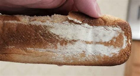 Flour Or Mold On Bread How To Tell The Difference Pictures The
