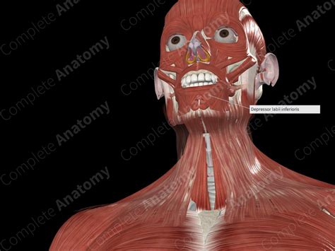 Depressor Labii Inferioris Complete Anatomy