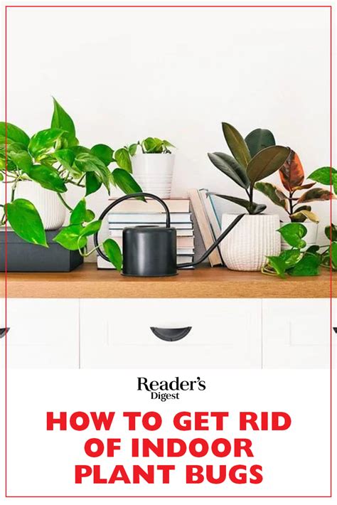 How To Get Rid Of Indoor Plant Bugs Plant Bugs Plants Indoor Plants