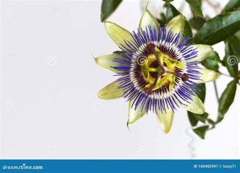 Blue Passion Flower Stock Image Image Of Flora Passionflower 160482997