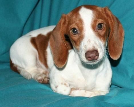 Interested in finding out more about the dachshund? AKC Miniature Dachshund Puppies for Sale in Goetzville, Michigan Classified | AmericanListed.com